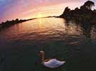 ploumanach swan